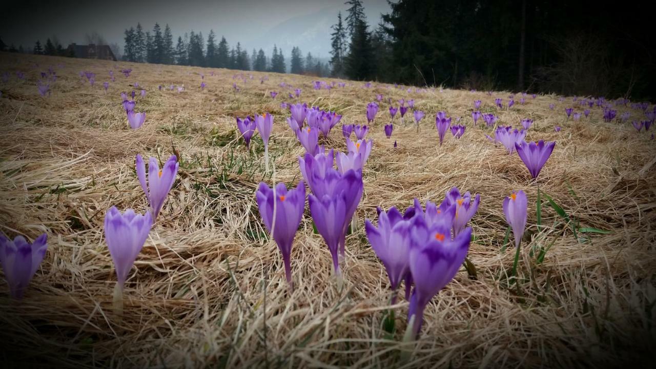 Spanie Po Zboju Kościelisko Exteriér fotografie